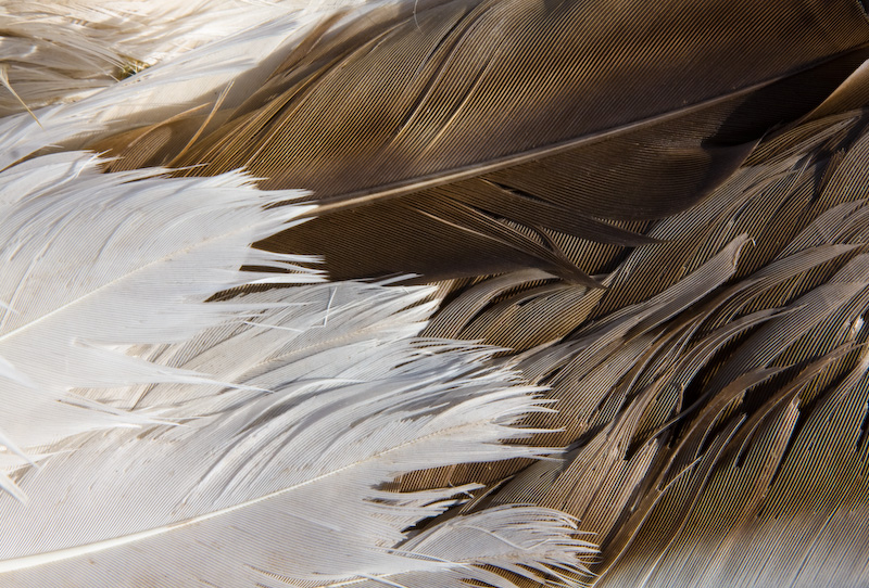 Upland Goose Feather Detail